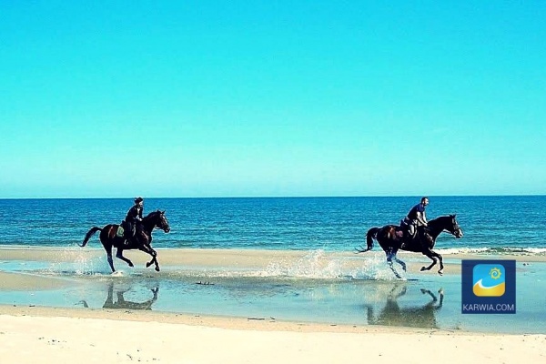 Konie galopujące po plaży - przepiękny widok!
